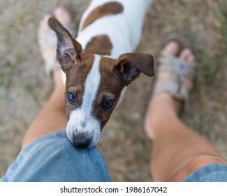 犬 噛みつく の写真素材 画像 写真 Shutterstock