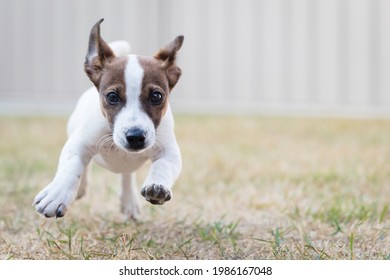 Jack Russell Puppy Running Towards Camera.