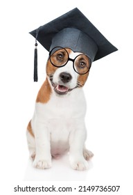  Jack russell puppy wearing eyeglasses and graduation hat sits in front view. isolated on white background