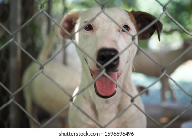 Dog In A Small Cage Images Stock Photos Vectors Shutterstock