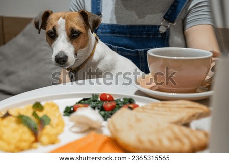 Jack Russell sits on the lap of the hostess in a cafe and looks at a plate of scrambled eggs. Woman having breakfast in a dog cafe. 