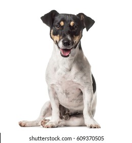 102,592 Russell Terrier Images, Stock Photos & Vectors | Shutterstock