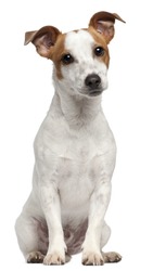 Jack Russell Terrier, 10 Months Old, Sitting In Front Of White Background
