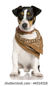 Jack Russell Terrier, 18 months old, wearing bandana in front of white background