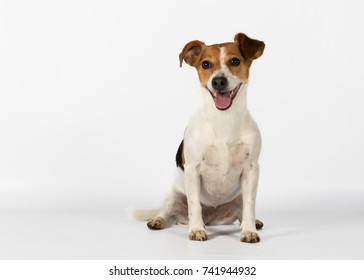 Jack Russell Terrier Stock Photo 741944932 | Shutterstock