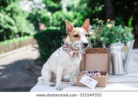 Jack Russell Terrier