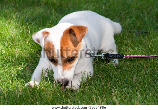 Jack Russell Terrier Stock Photo 35054986 | Shutterstock