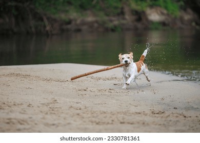 Jack Russell Terrier carries a stick in its mouth. Playing with a dog in the sand on the bank of a forest river. - Powered by Shutterstock