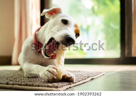 Jack russell terrier chewing bone in the living room.Funny dog eating food.