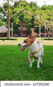 Jack Russell Terrier Dog - Shutterstock ID 627202340