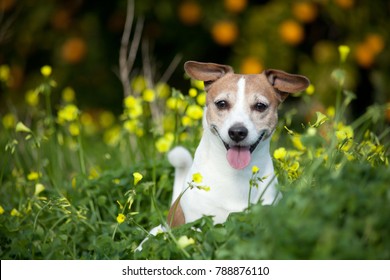 jack russell terrier dog - Shutterstock ID 788876110