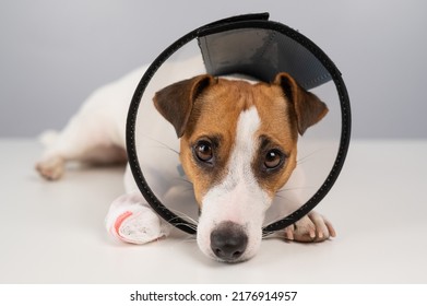 1,148 Dog wearing cone Images, Stock Photos & Vectors | Shutterstock