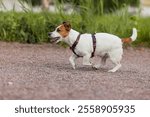 A Jack Russell Terrier dog in a beautiful harness in the park