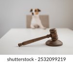 Jack Russell Terrier dog behind judge