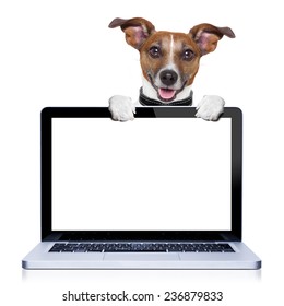 jack russell terrier dog  behind a pc computer screen, isolated on white background