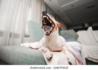 Jack russell terrier dog with broadly open mouth with sharp teeth rows. Animal dentition and healthcare concept.