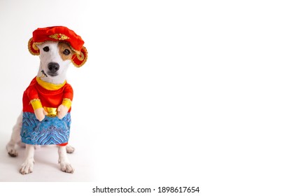 Jack Russell Terrier Dog With Chinese Costume God Of Fortune Call That Cai Shen Ye.Asian Cute Pet With Cheongsam For Celebrate New Year.