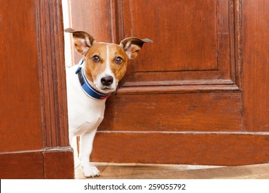 Jack Russell Terrier Dog At The Door At Home Watching The House
