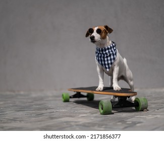Jack Russell Terrier dog dressed in sunglasses and a checkered bandana rides a longboard. 