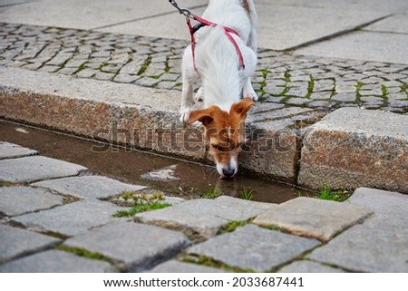Jack Russell terrier dog drinks water from puddle. Animal thirsty