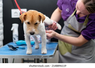 A Jack Russell terrier dog during trimming on a grooming table.