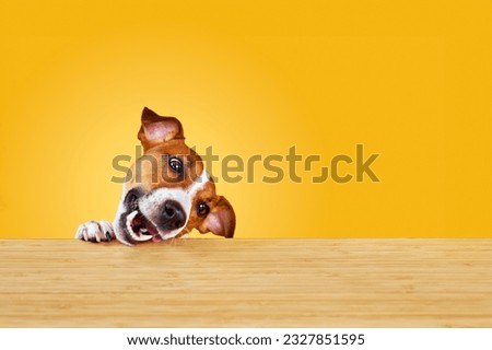 Jack Russell terrier dog eat meal from a table. Funny Hungry dog portrait with tongue on Yellow background looking at the empty table