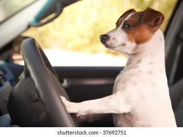 Jack Russell Terrier Dog Enjoying A Car Ride.