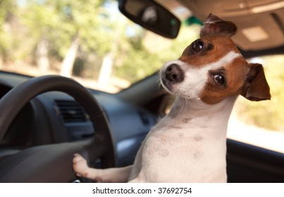 Jack Russell Terrier Dog Enjoying A Car Ride.