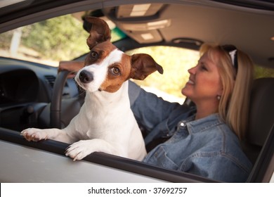 Jack Russell Terrier Dog Enjoying A Car Ride.