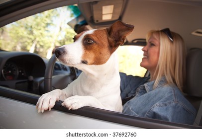 Jack Russell Terrier Dog Enjoying A Car Ride.