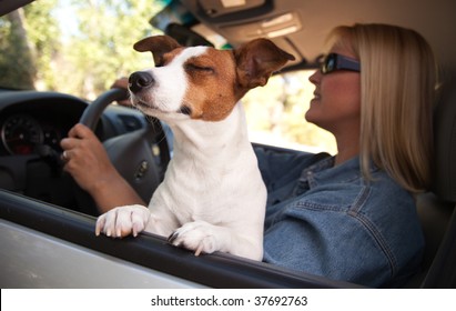 Jack Russell Terrier Dog Enjoying A Car Ride.