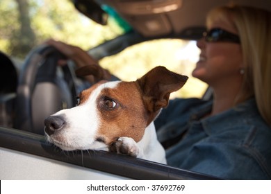 Jack Russell Terrier Dog Enjoying A Car Ride.