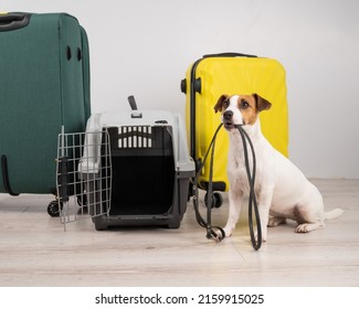 Jack russell terrier dog holding a leash while sitting near suitcases and travel box. Ready for vacation. - Shutterstock ID 2159915025