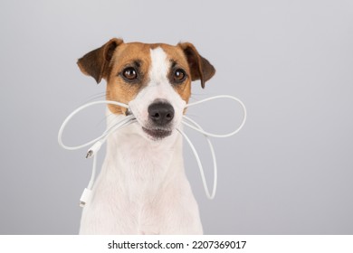 Jack Russell Terrier Dog Holding A Type C Cable In His Teeth On A White Background. 