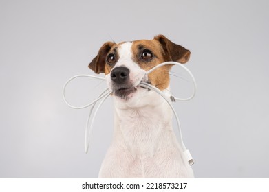 Jack Russell Terrier Dog Holding A Type C Cable In His Teeth On A White Background. 