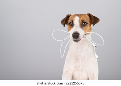 Jack Russell Terrier Dog Holding A Type C Cable In His Teeth On A White Background. 