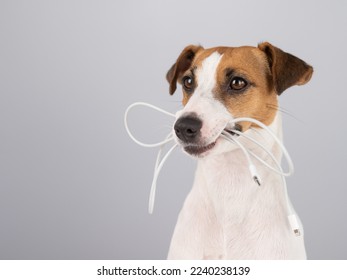 Jack russell terrier dog holding a type c cable in his teeth on a white background. 