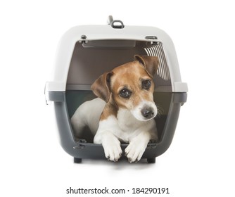 Jack Russell Terrier Dog Inside A Special Plastic Gray Crate Animal. White Background. Studio Shot.