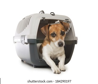 Jack Russell Terrier Dog Inside A Special Plastic Gray Crate Animal. White Background. Studio Shot.