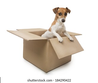 Jack Russell Terrier Dog Inside A Cardboard Box Moving House. White Background. Studio Shot.