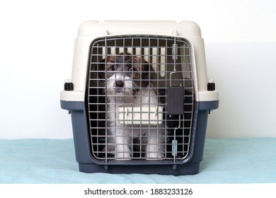 Jack Russell Terrier dog inside a special plastic gray crate animal.
