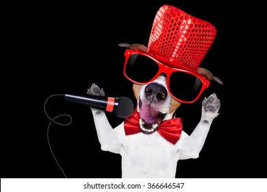 Jack Russell Terrier Dog Isolated On Black Background Singing With Microphone A Karaoke Song In A Night Club
