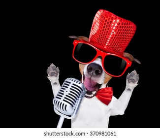 Jack Russell Terrier Dog Isolated On Black Background Singing  With Microphone Jack Russell Terrier Dog Isolated On Black Background Singing With Microphone A Karaoke Song In A Night Club,