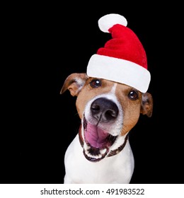 jack russell terrier dog isolated on black background looking at you  with open smacking mouth with santa hat for christmas holidays