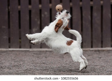 Jack Russell Terrier Dog Jumping On The Ball