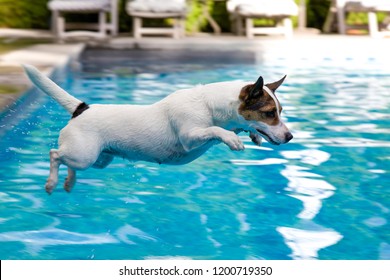 Jack Russell Terrier Dog Jumping Into Outdoor Backyard Pool 