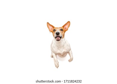 Jack Russell Terrier Dog Is Jumping For Food On A White Background