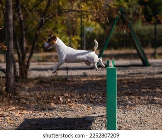 Jack Russell Terrier dog jumping over a wooden barrier in a dog playground.  - Shutterstock ID 2252807209