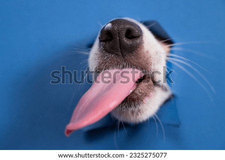 Jack russell terrier dog licks his nose and leans out of torn paper blue background. 