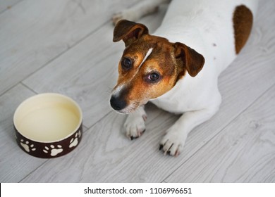 The Jack Russell Terrier Dog Lies Near His Empty Bowl, Top View.